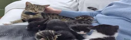 Mixed Breed cats for sale: Beautiful Tame Friendly Kittens for sale - Advert 9