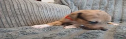 Mixed Breed dogs for sale: Lurcher pups - Advert 25