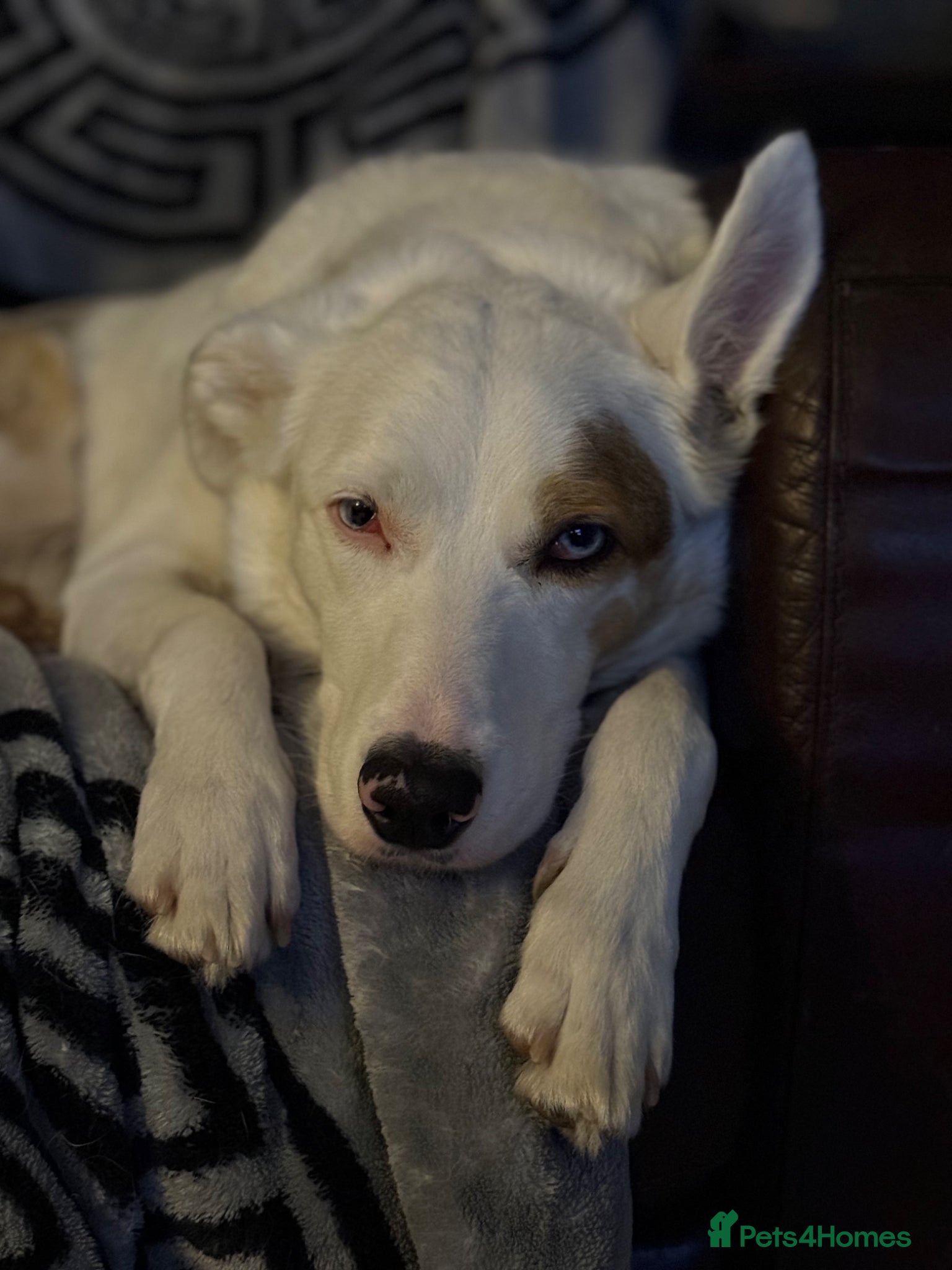 Mixed Breed dogs Boarder Collie x Australian Shepard  - Advert 1