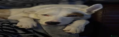 Stryda 