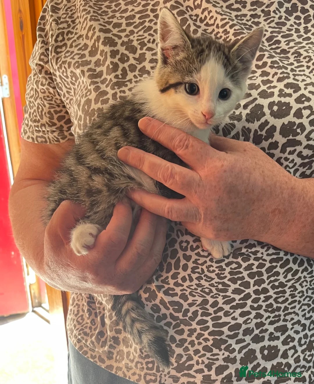 Mixed Breed cats for sale: Kittens for sale  - Advert 6