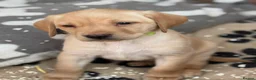 Labrador Retriever dogs for sale: (3 Left) Beautiful purebred Labrador puppies  - Advert 22