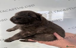 German Shepherd dogs for sale: Kcreg blue sable carrying Isabella GSD pups  - Image 13