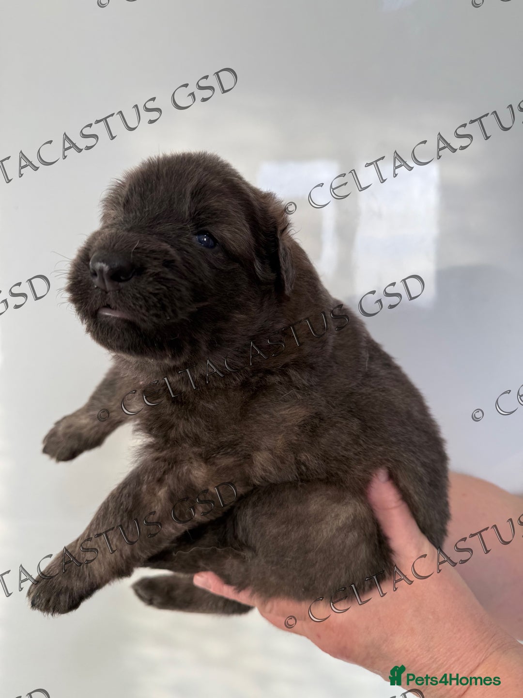 German Shepherd dogs for sale: Kcreg blue sable carrying Isabella GSD pups  - Image 13