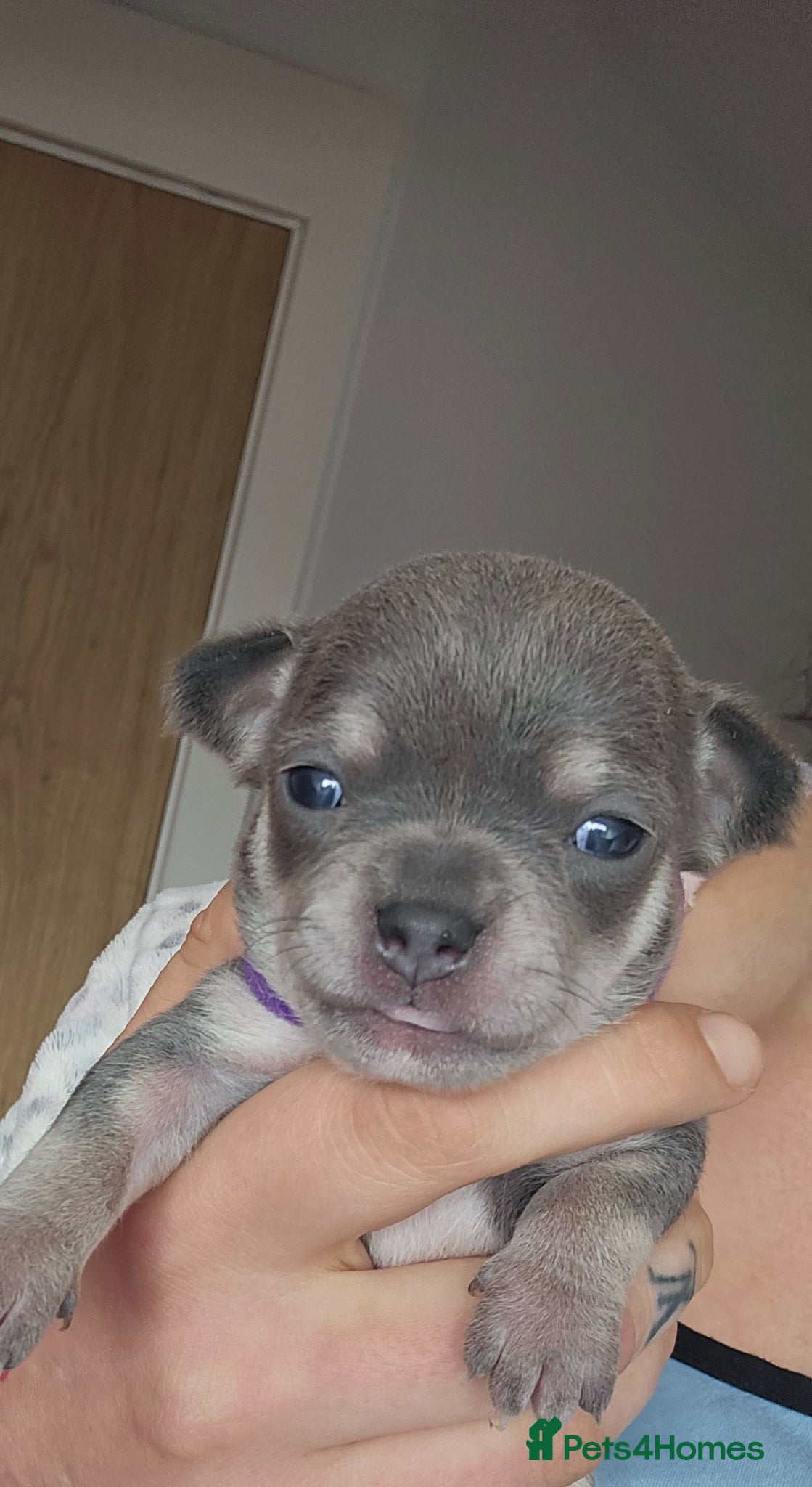 Chihuahua Puppy 2