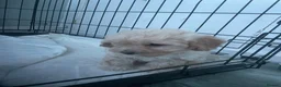 Mixed Breed dogs for sale: Cavapoochon puppies - Advert 29
