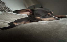Mixed Breed dogs for sale: Qwennie  - Image 2