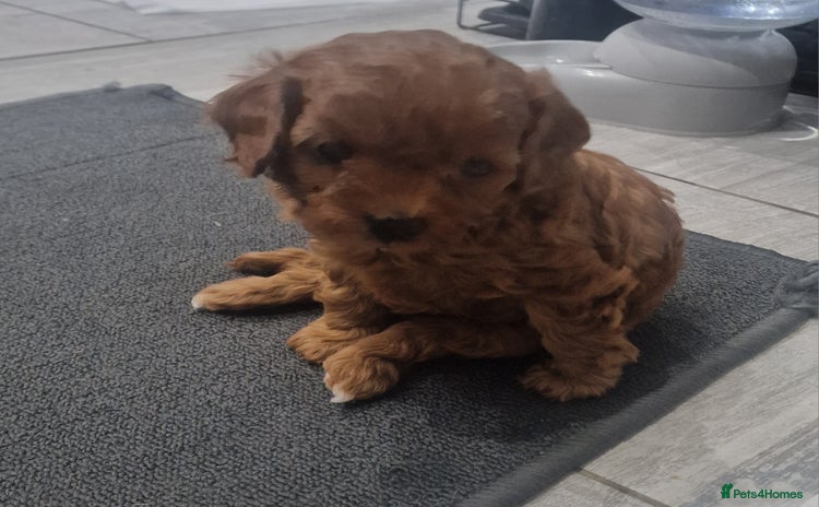 Cavapoo dogs - Advert 13