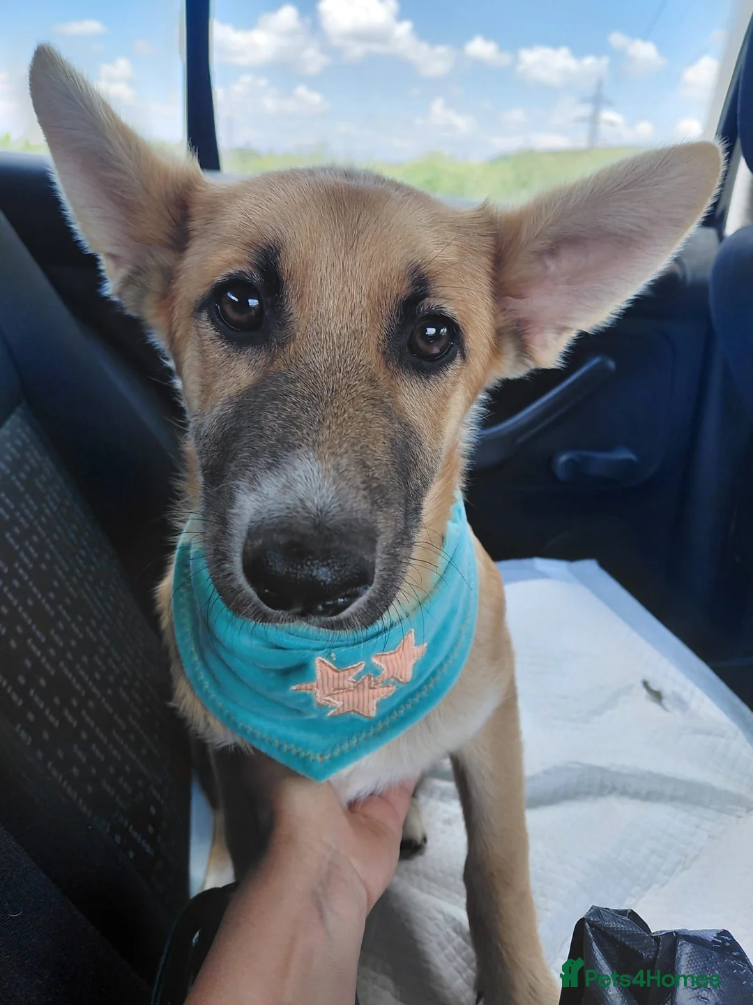 Mixed Breed dogs for adoption: DORA -  Huge Ears. Even Bigger Heart. 🌟 in Nottingham - Advert 2