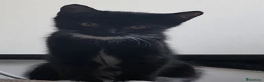 Domestic Shorthair 1