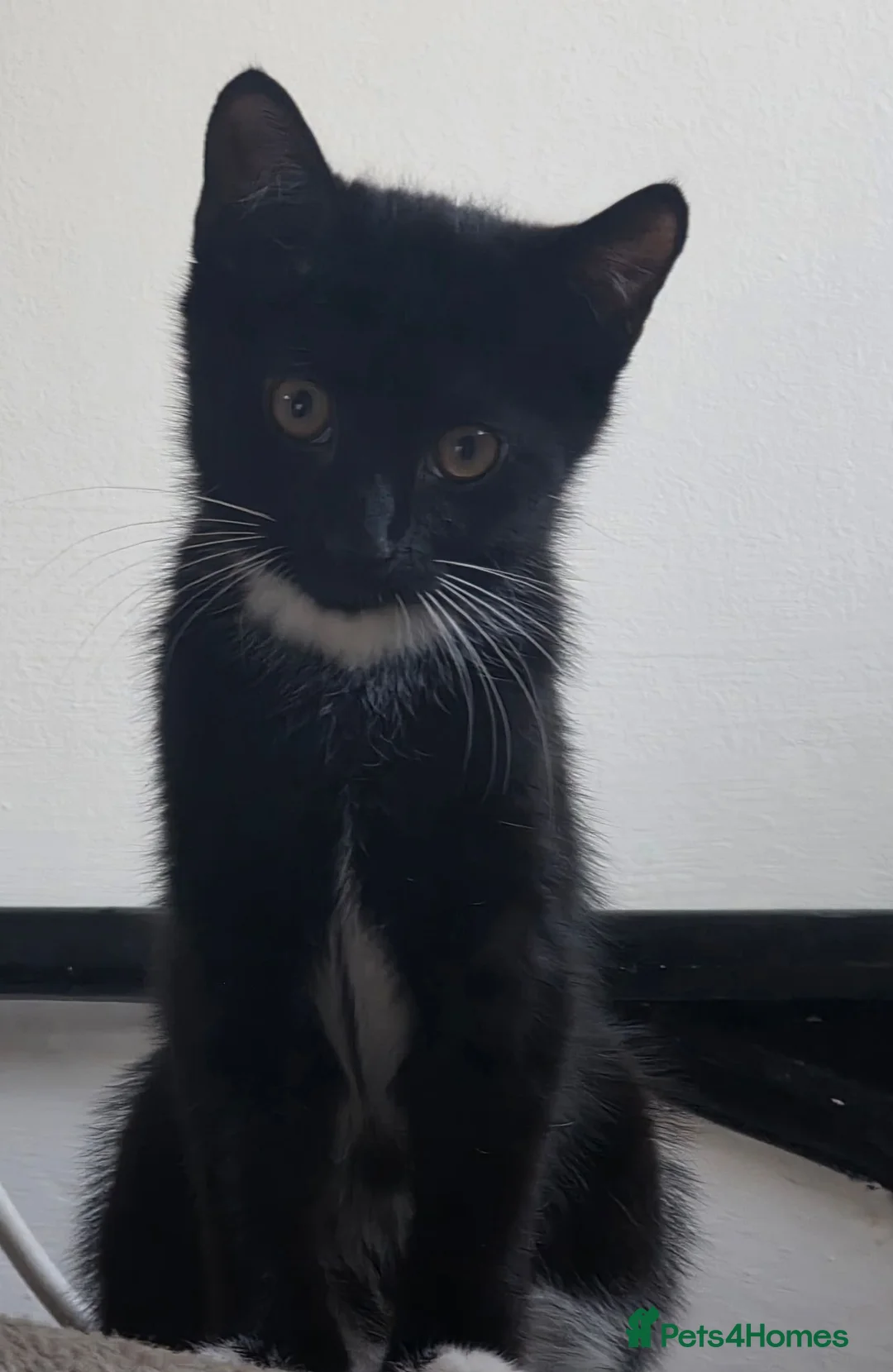 British Shorthair cats for sale: Beautiful kittens, 2 boys 2 girls - Advert 2