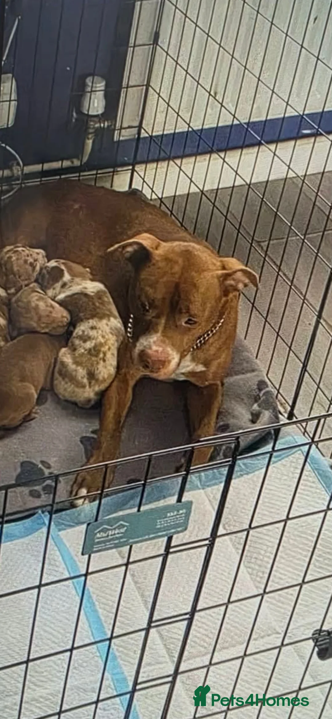 Mixed Breed dogs for sale: Female Puppy - Advert 2