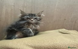 Maine Coon cats for sale: Maine coon kittens - Image 13