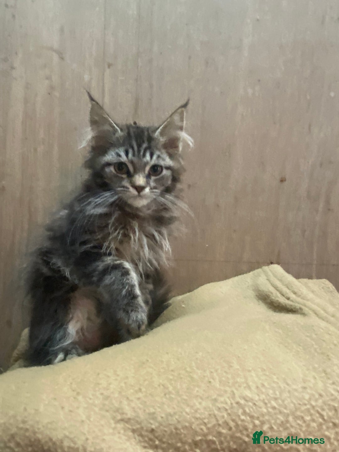 Maine Coon cats for sale: Maine coon kittens - Image 13