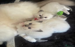 Ragdoll cats for sale: Female kitten become available! Pure Ragdoll in Derby - Image 22