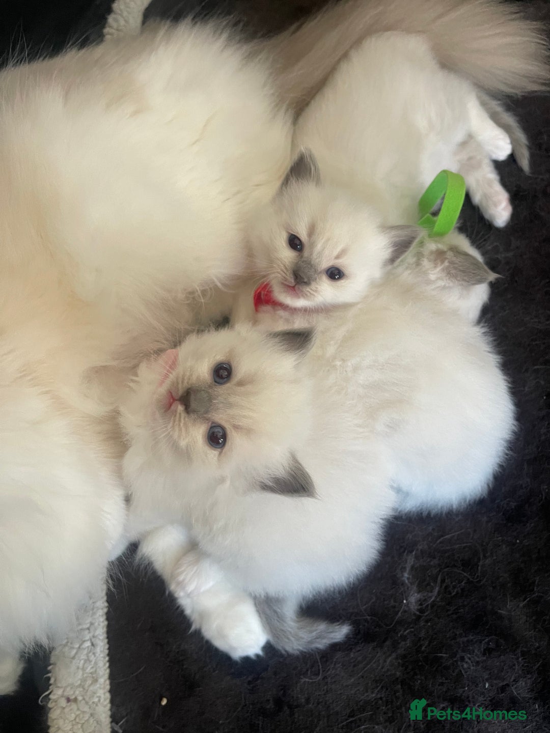 Ragdoll cats for sale: Female kitten become available! Pure Ragdoll in Derby - Image 22