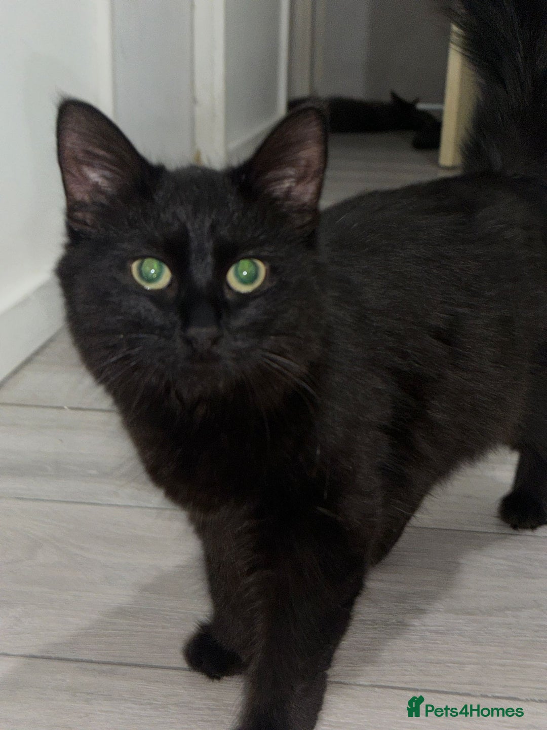 Maine Coon cats for sale: maine coon cross - Advert 6