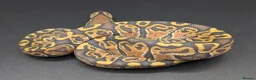 Python Snake reptiles for sale: Range of Royal Pythons - Advert 6