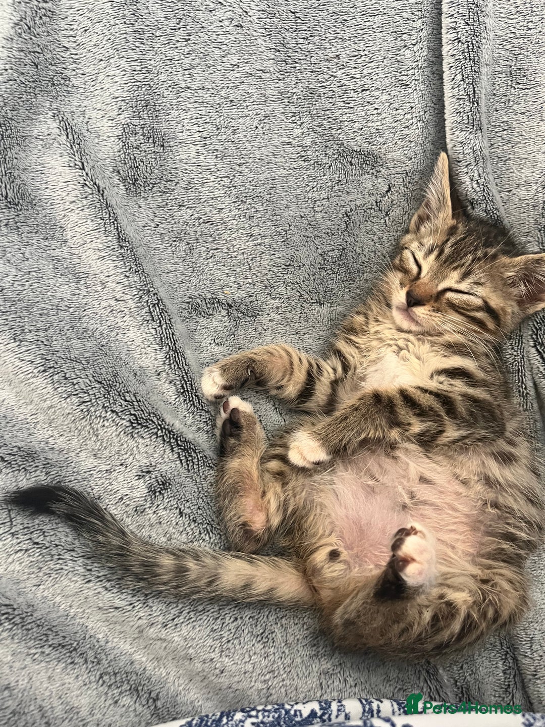 Mixed Breed cats for sale: Pixie bob mixed kittens - Image 5