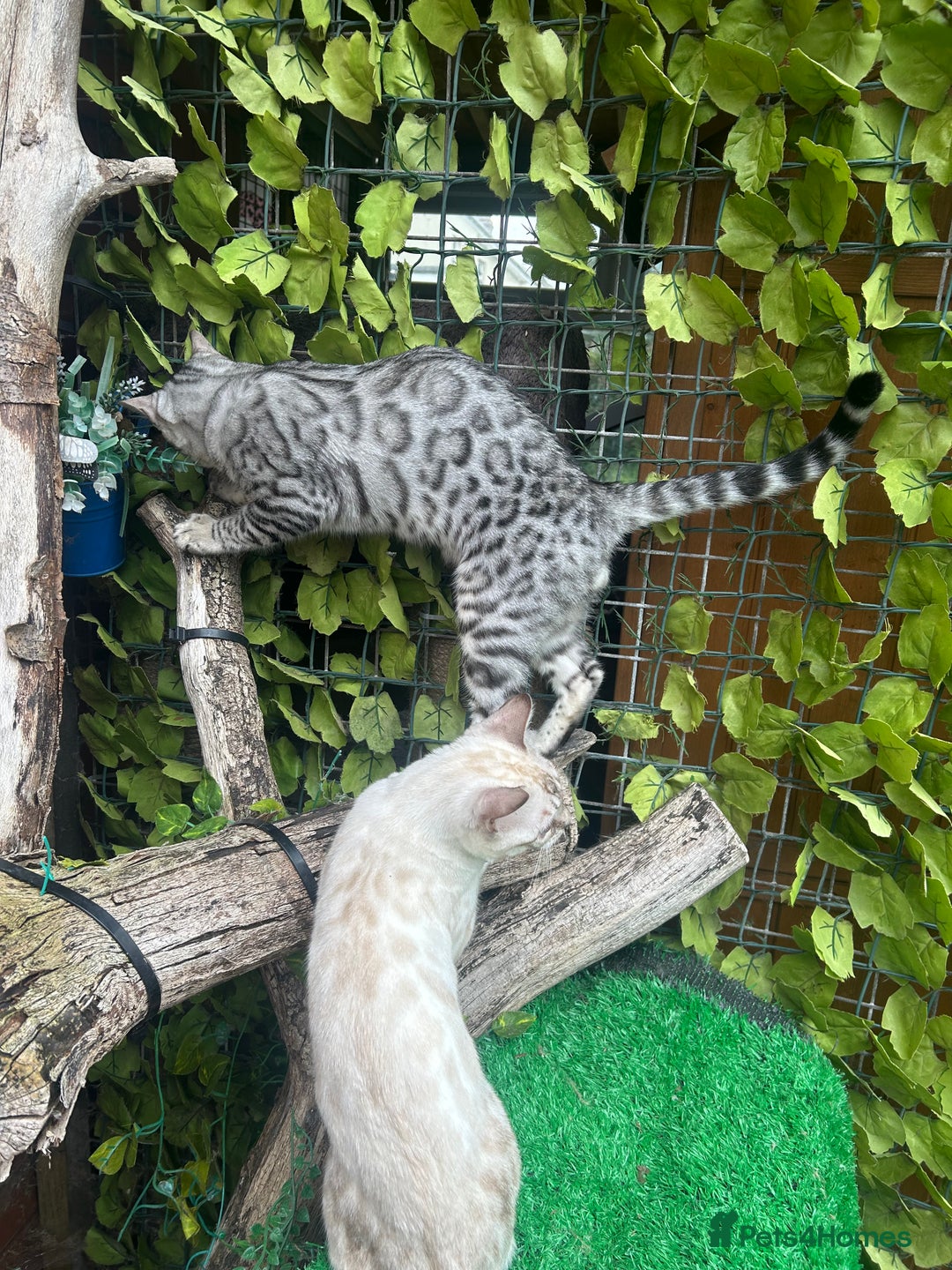 Bengal cats for sale: Unbelievably friendly TICA reg kittens  - Image 9