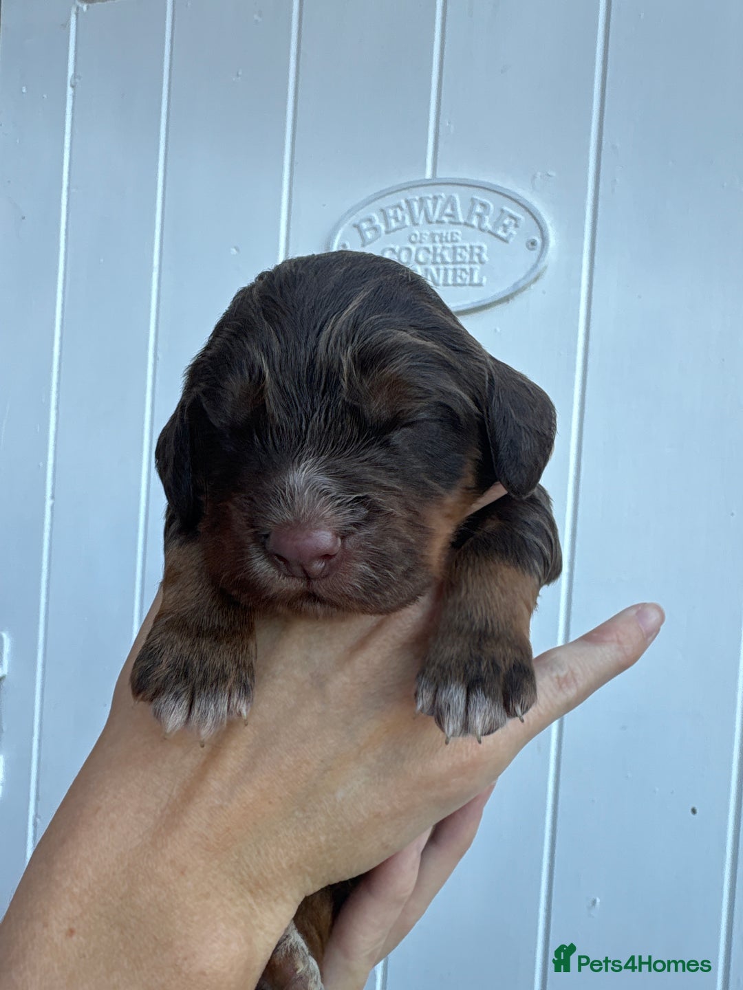 Cocker Spaniel dogs for sale: Stunning WCS pups - Image 18