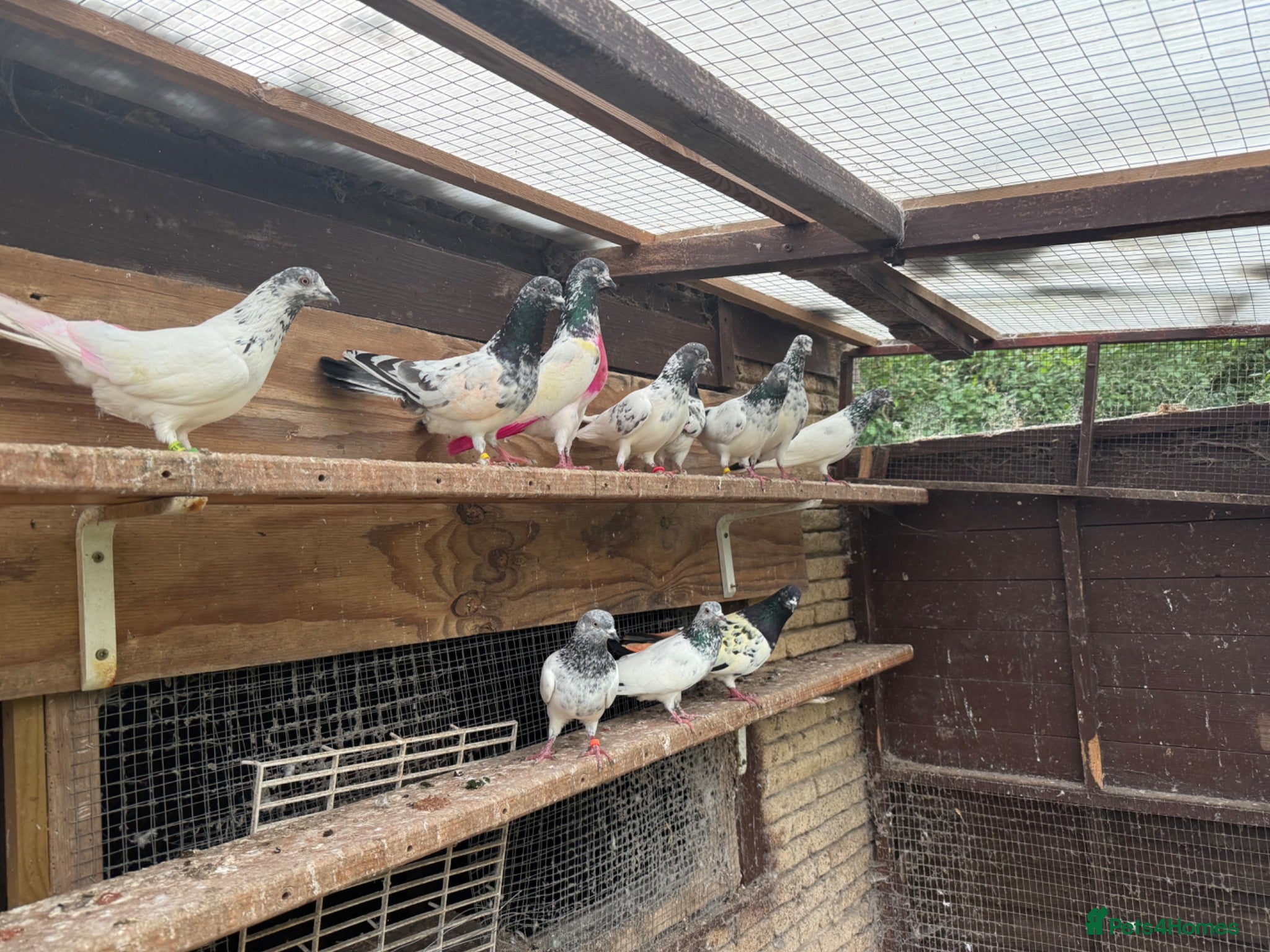 Pigeons birds Pakistani high flyers for sale  - Advert 8