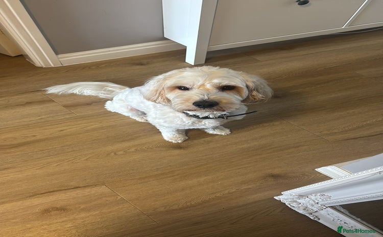 Cockapoo dogs - Advert 1