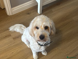 Cockapoo dogs - Advert 25