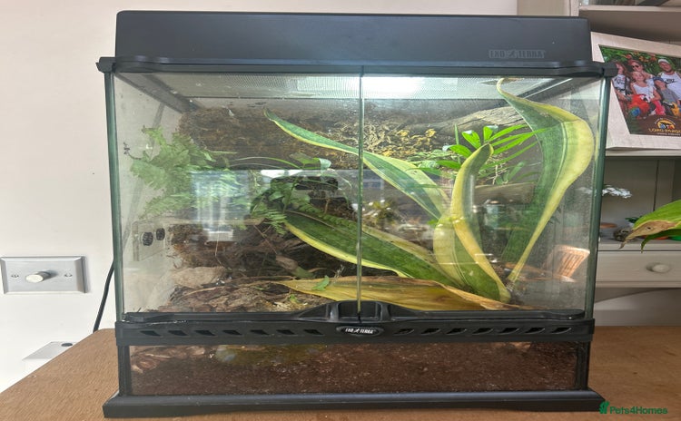 Gecko reptiles - Advert 1