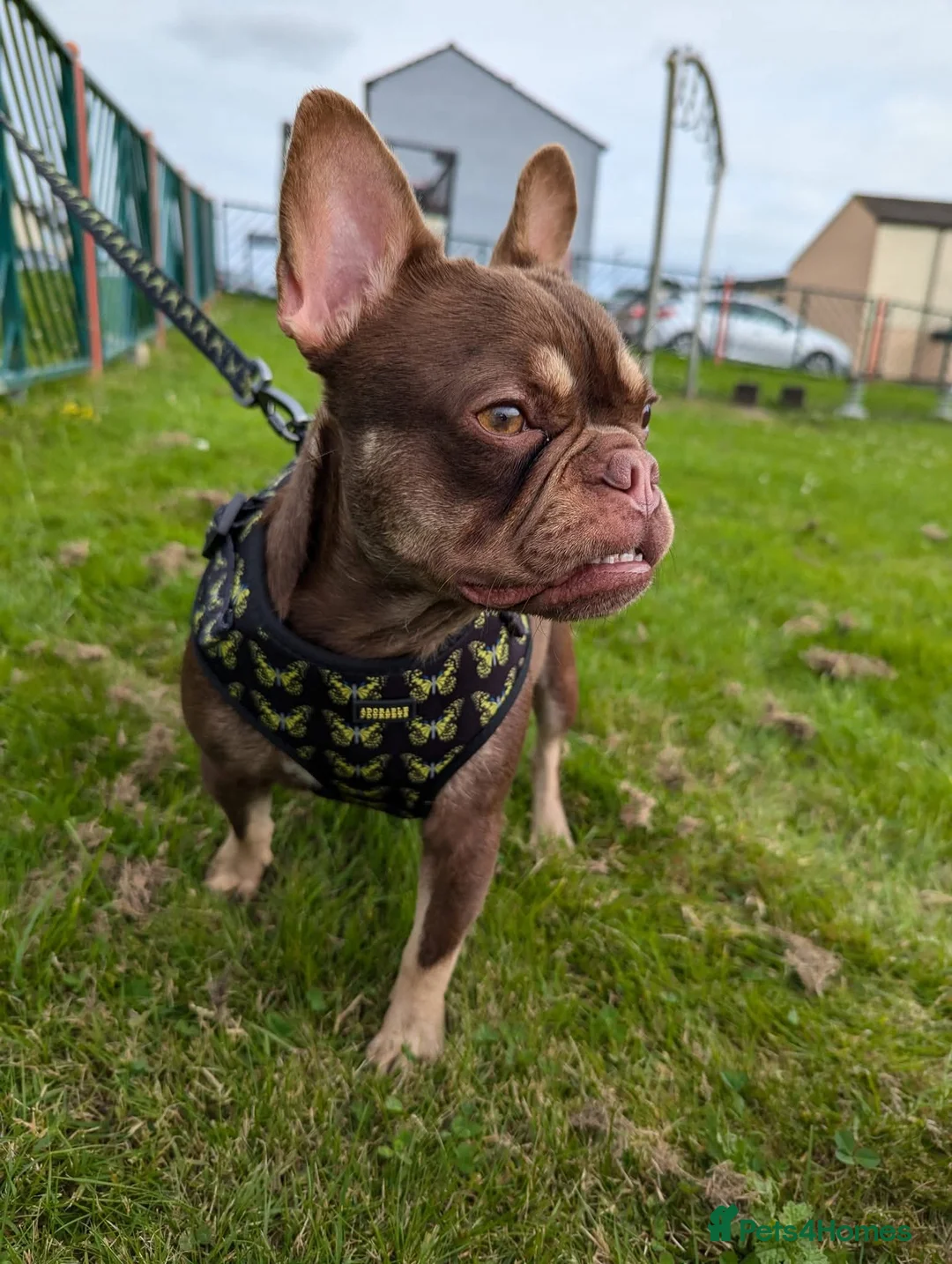 French Bulldog dogs for sale: Chocolate rojo french bulldog bitch for rehoming - Advert 2