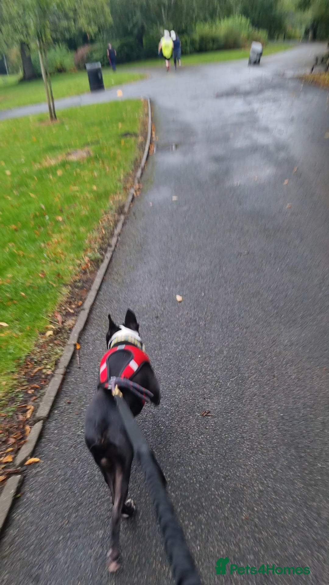 Boston Terrier dogs for stud: KC Reg Boston Terrier for Stud - Image 9