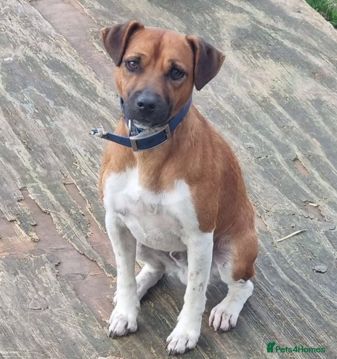 Mixed Breed dogs for sale: 💙 3 Beautiful Boys 💙 - Image 25