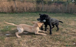 Labrador Retriever dogs for sale: Smart mixed colour labrador litter, HEALTH TESTED - Image 1