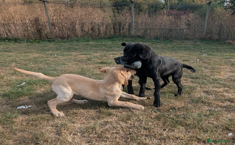 Labrador Retriever dogs - Advert 3