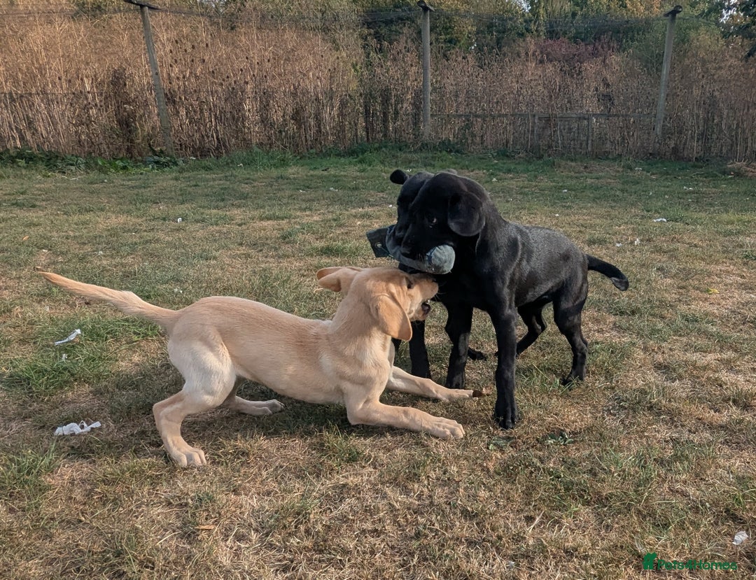 Labrador Retriever dogs for sale: Smart mixed colour labrador litter, HEALTH TESTED - Image 1