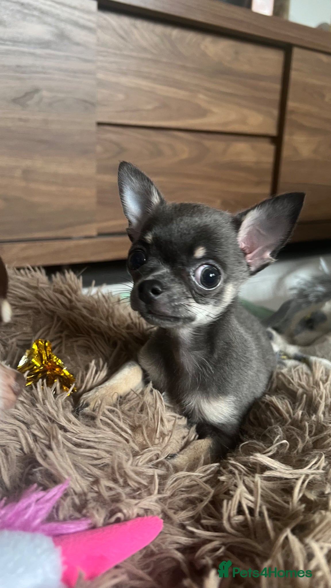 Chihuahua dogs KC Registered Blue and Tan little boy - Advert 4