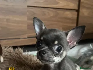 Chihuahua dogs KC Registered Blue and Tan little boy - Advert 4