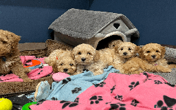 Cavapoochon dogs for sale: Cavapoochon puppies ready for new forever home💕 - Advert 11