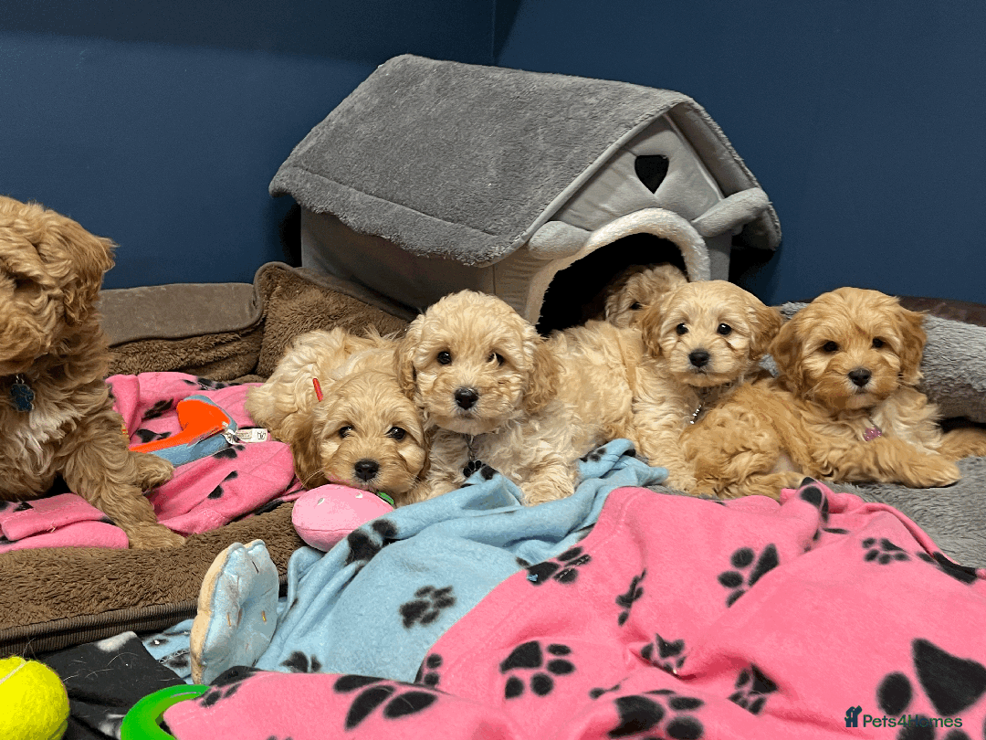Cavapoochon dogs for sale: Cavapoochon puppies ready for new forever home💕 - Advert 11