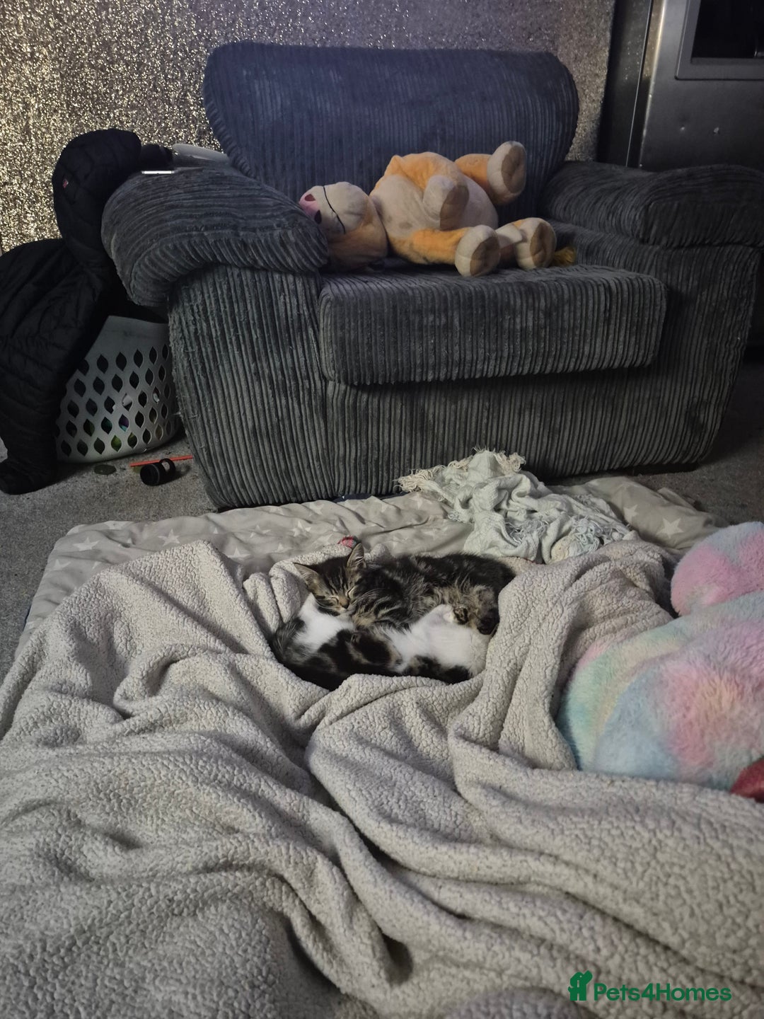 Maine Coon cats for sale: 💥💥 reduced 1 male left Mainecoon x domestic💥💥  - Advert 21