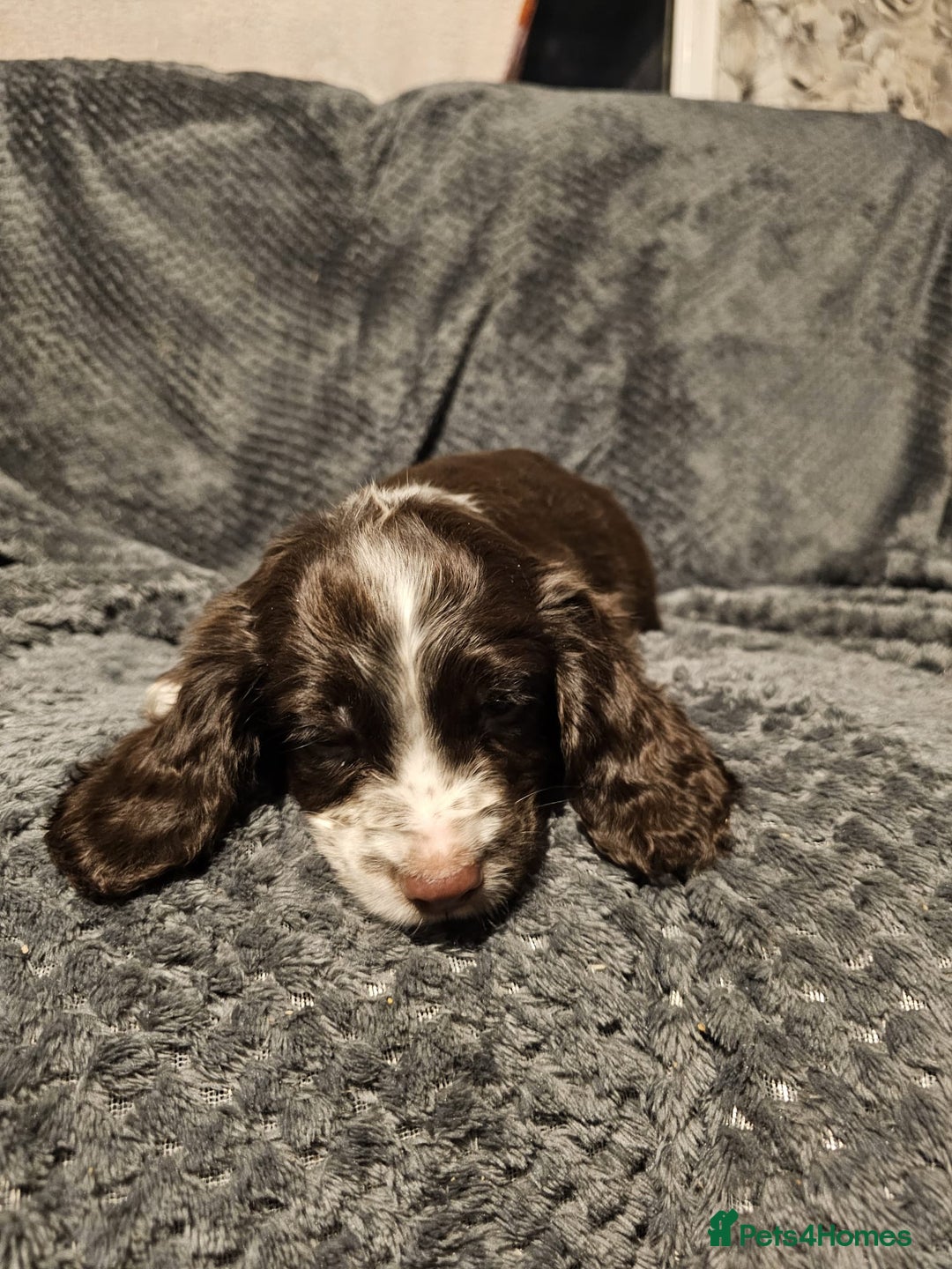 Cocker Spaniel dogs for sale: Cocker spaniels puppy's  - Advert 10