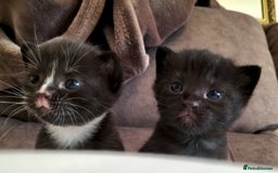 Mixed Breed cats for sale: Two Black kittens from family home - Image 4