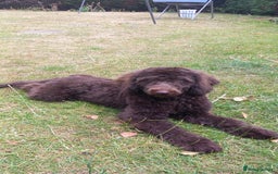 Miniature Poodle dogs for sale: 500ono Reduced 1 choc boy to find forever homes  in Malton - Image 35