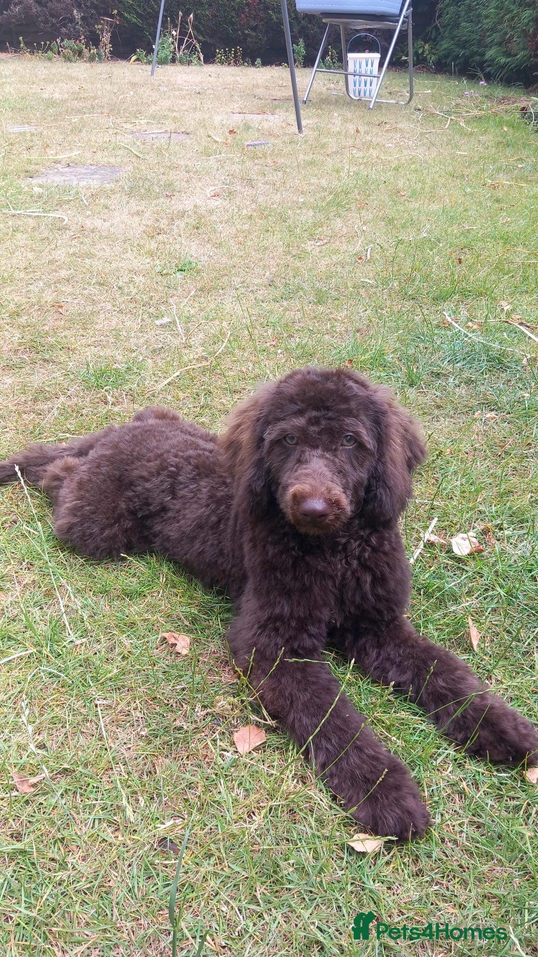 Miniature Poodle dogs for sale: 500ono Reduced 1 choc boy to find forever homes  in Malton - Image 35