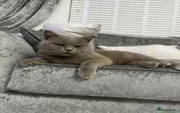 British Shorthair cats for sale: British Lilac Chunky Short Hair Cat for Sale 🐾 - Image 4