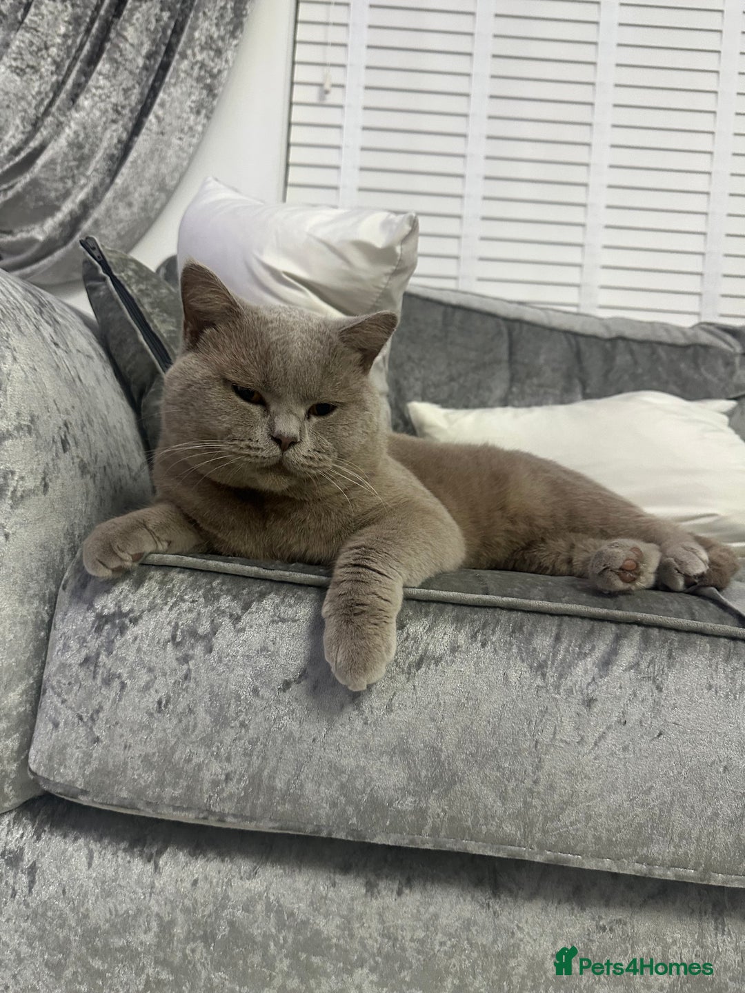 British Shorthair cats for sale: British Lilac Chunky Short Hair Cat for Sale 🐾 - Image 4