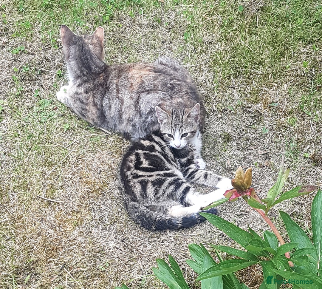 European cats for sale: Stripes - Image 4