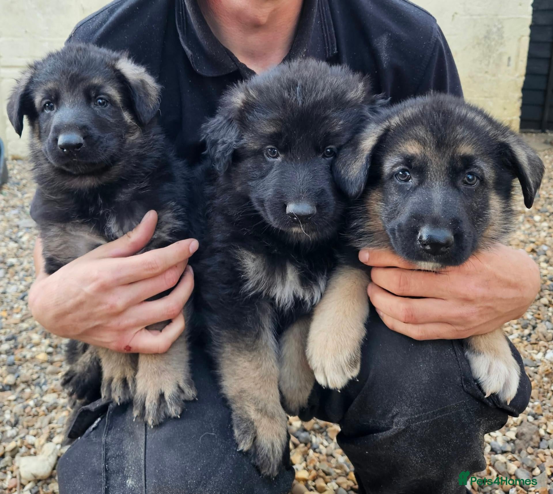 German Shepherd dogs German Shepherd Puppies - Advert 2