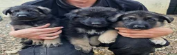 German Shepherd dogs for sale: German Shepherd Puppies in Salisbury - Advert 1