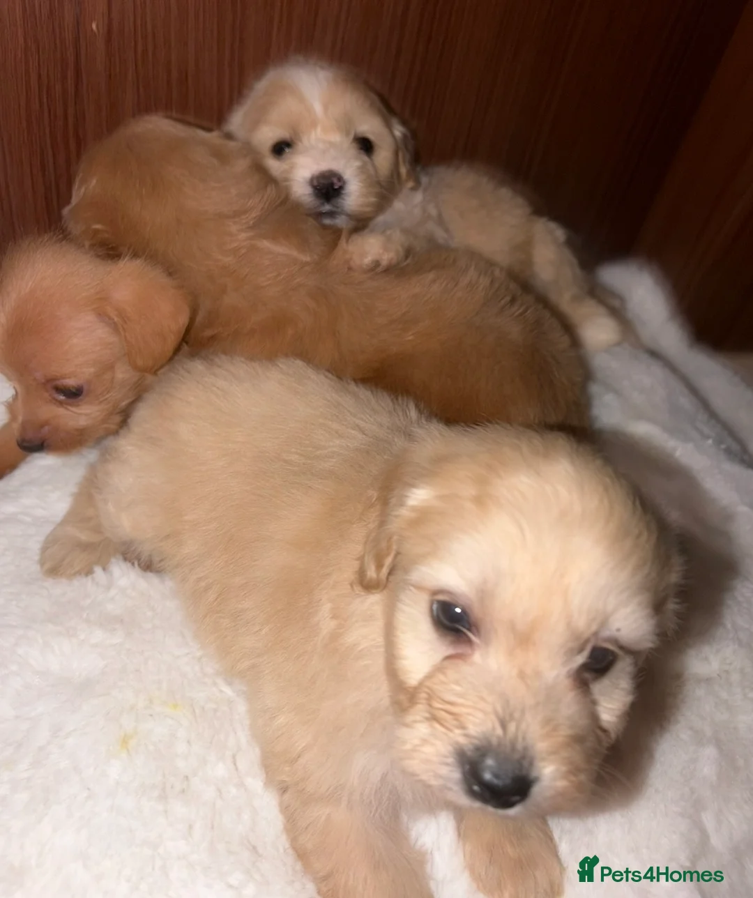 Mixed Breed dogs for sale: Puppies  - Advert 13